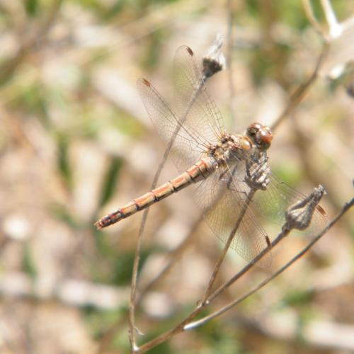 Sympetrum striolatum